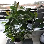 Ferienwohnung-in-prien Appartement Prien am Chiemsee